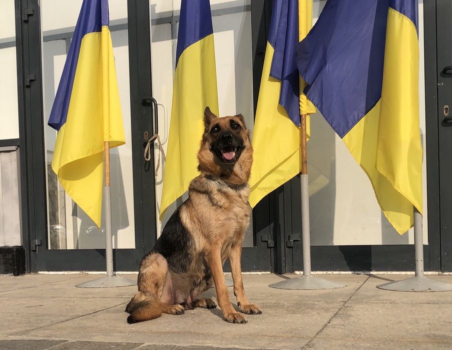 Немецкая овчарка