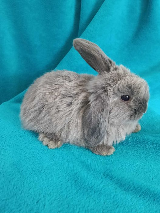 Króliki miniaturki Mini Lop
