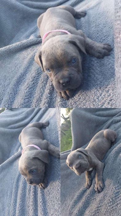 Cane Corso błękit,   Pregowany,  beżowy