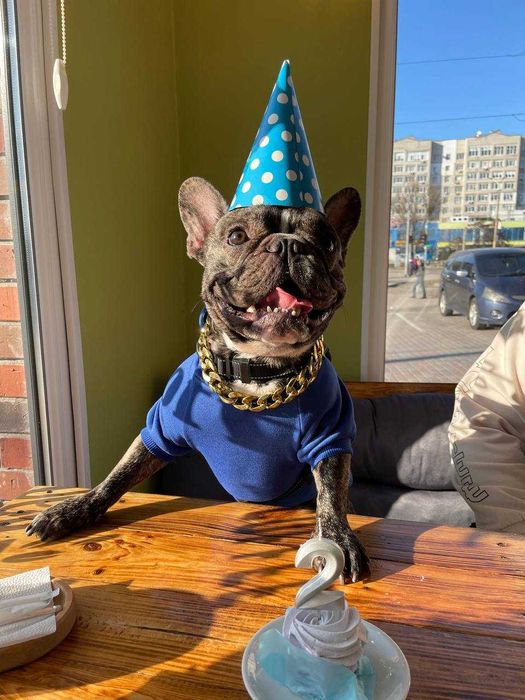 Французький бульдог в'язка