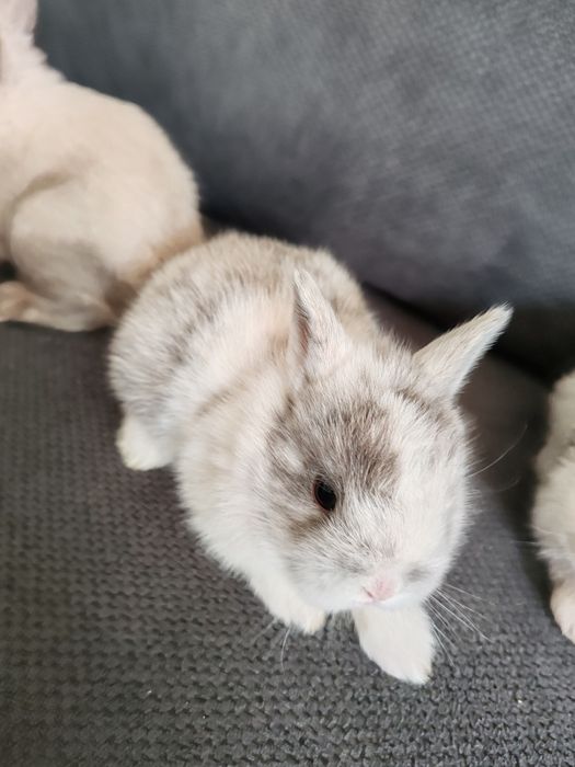 Coelhos anão disponível