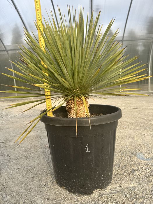 Juka Rostrata Yucca Rostrata. 75cm