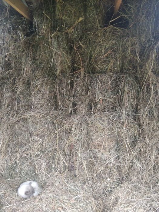 Сіно в тюках різнотравя  2025р,