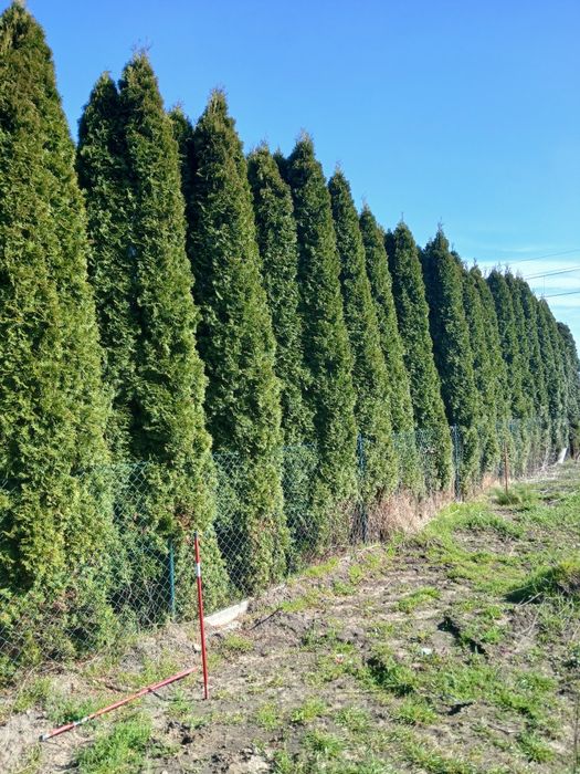 Tuje oddam  za darmo,   duże