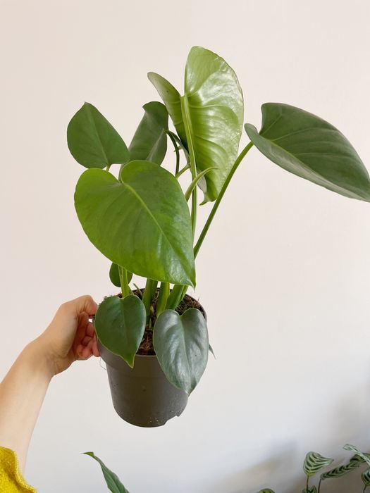 Conjunto plantas de interior