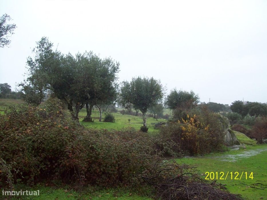 Herdade do Monte da Pedra.