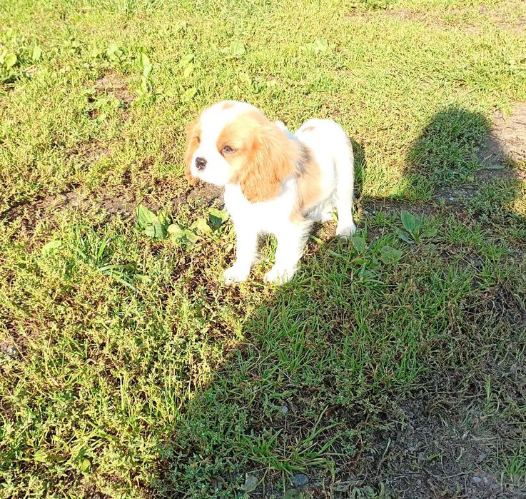 Cavalier King Charles Spaniel piesek