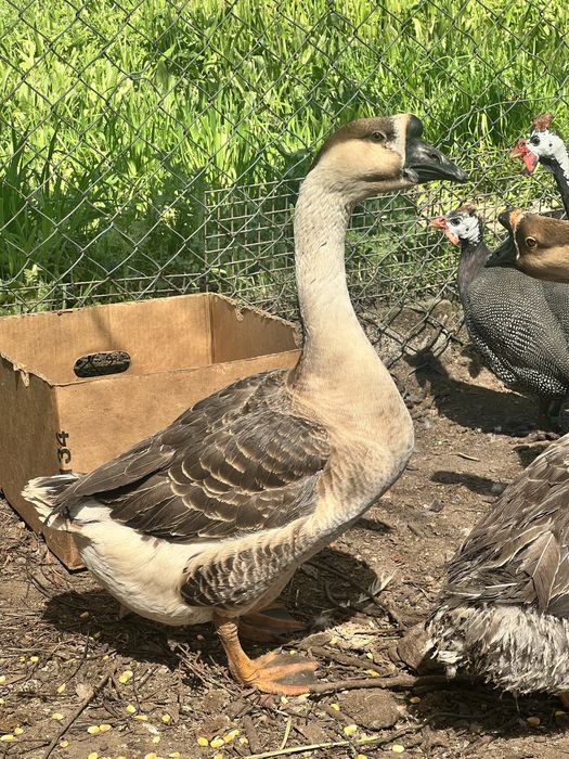 Ovos de ganso da Guiné