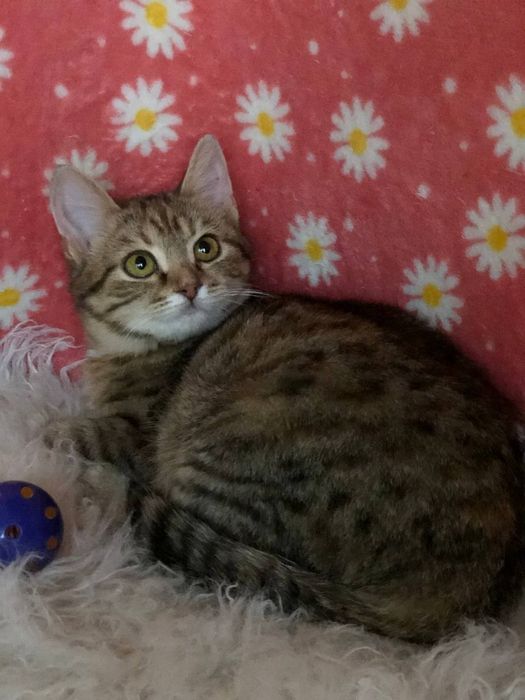Кошечка 3 месяца бесплатно