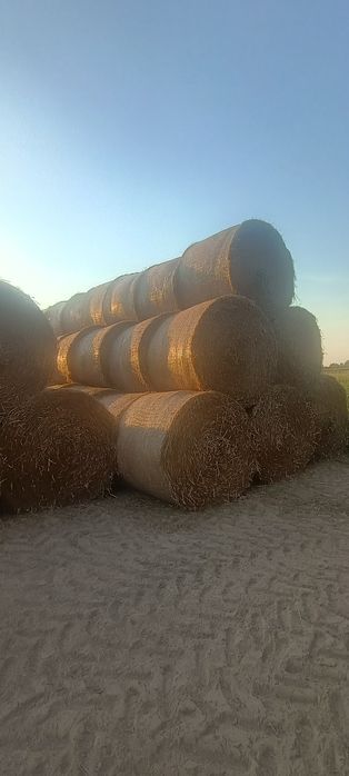 Słoma pszenna bele