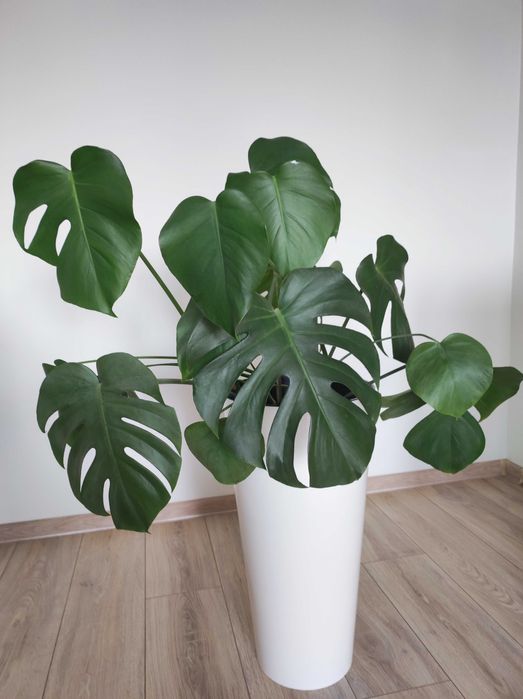 Kwiat monstera z doniczką 110 cm