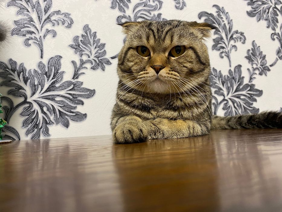 Вязка (Кот Шотландец Вислоухий)
