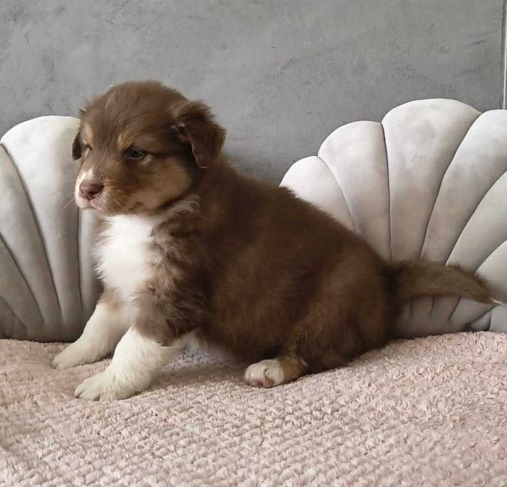 Owczarek Australijski – Piękny Piesek Red Tri – długi ogonek o imieniu BISZKOPT.