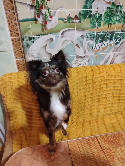 В'язка чіхуахуа шоколадного красунчика