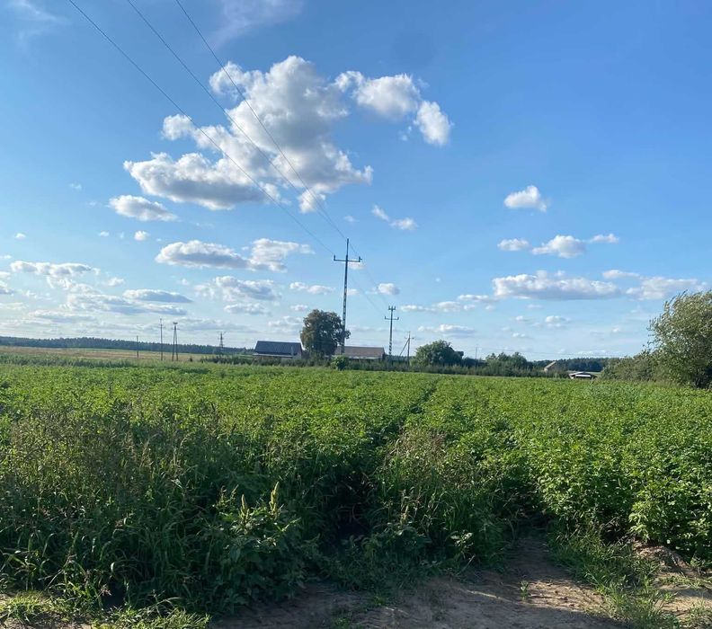 Tanio działka budowlana 3006 metrów, Ostrowo gmina Strzelno