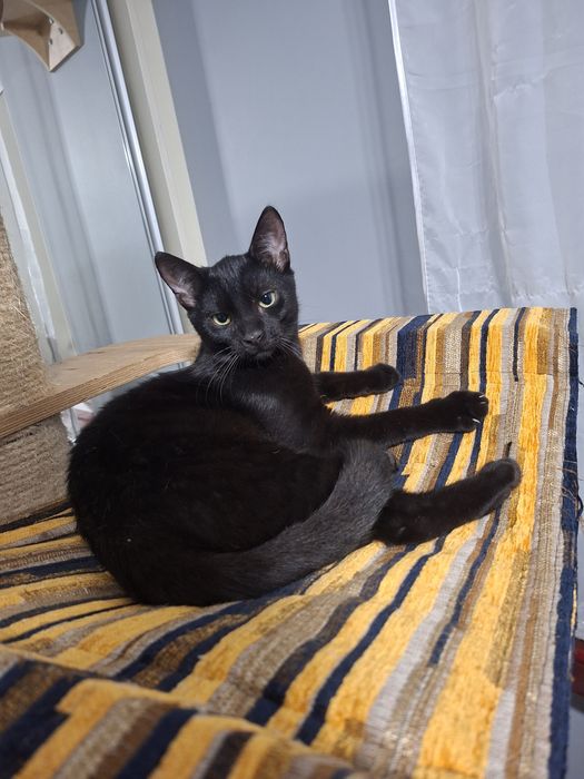 Młodziutki Jacuś szuka domu