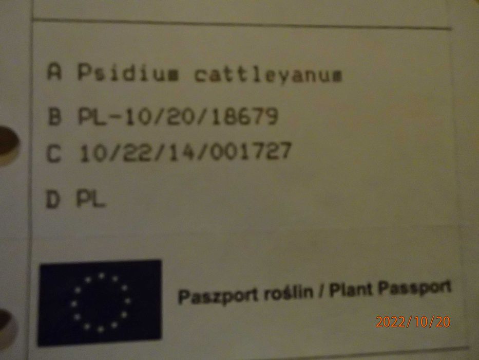 Gujawa truskawkowa-psidium catleyanum - sadzonka 50 cm