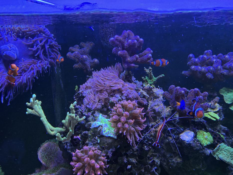 Sprzedam nadwyżkę  korali lub zamiana