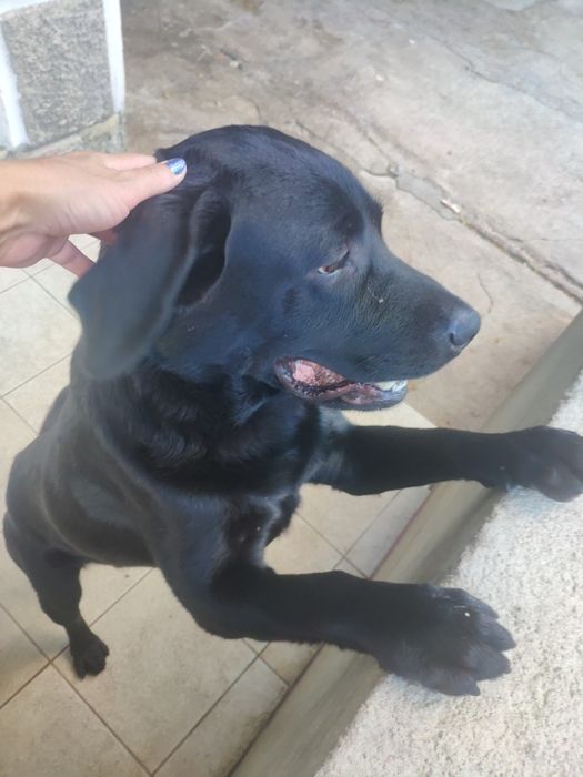 Вязка, лабрадор ретривер