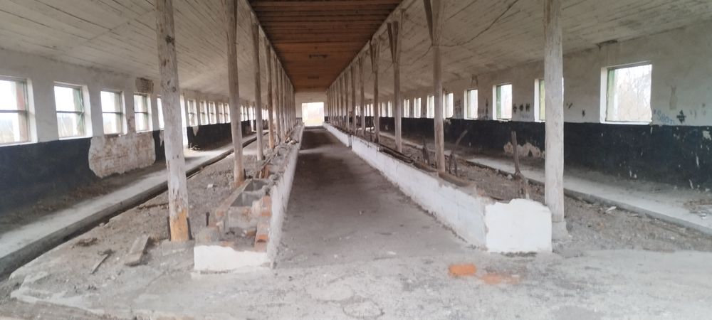 Корівник. Стайня