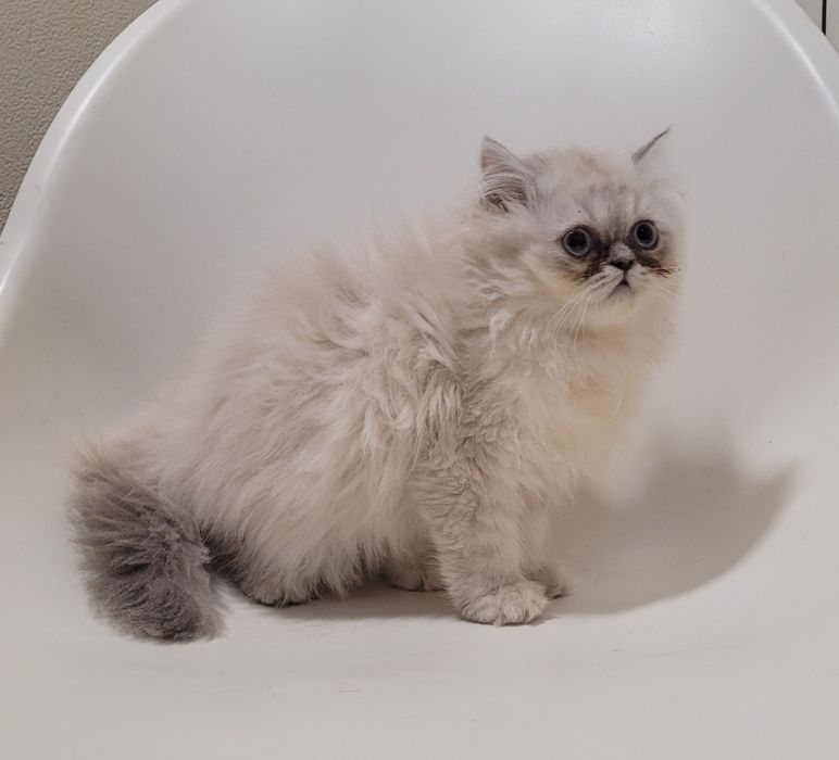Gatinha persa linda