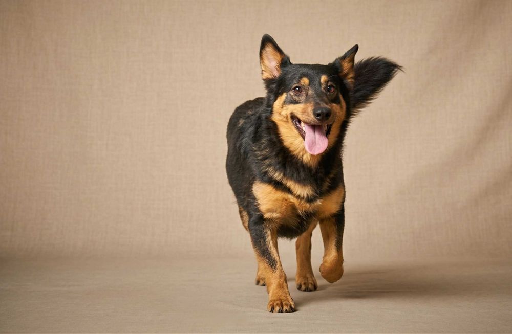 Grenio - niewielki piesek szuka domu