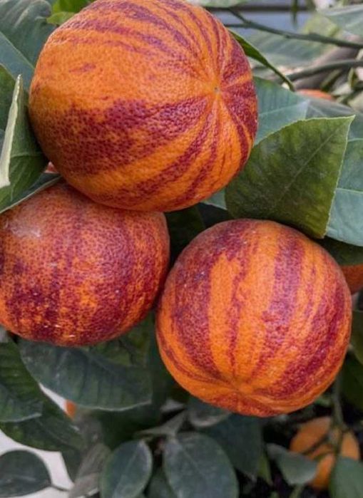 Raro Laranjeira Alcobal Arco-iris - Muito doce