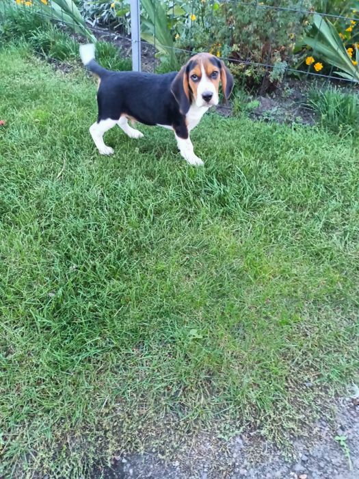 •Beagle Szczeniak Piesek  Zapraszam •