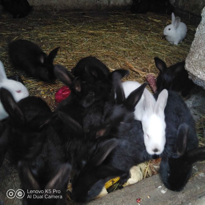Продам кролів, 4 місяця, дуже гарні