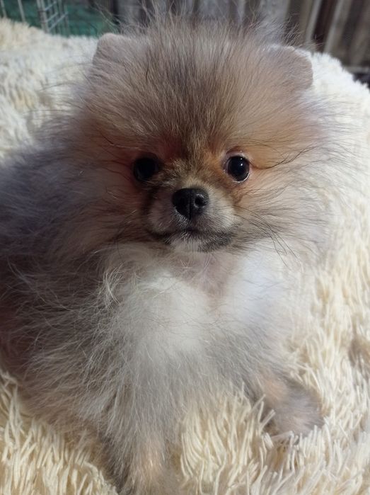 Померанський шпіц