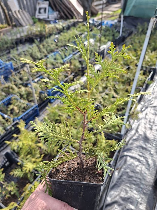 Туя західна брабант.Ялівець звичайний