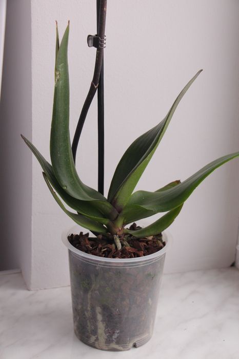 Орхідея фаленопсис класична малинова