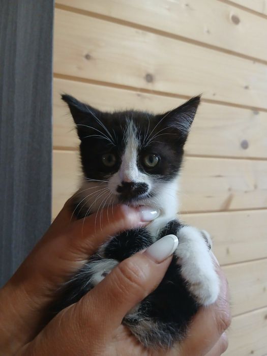 Віддаю котиків в хороші руки