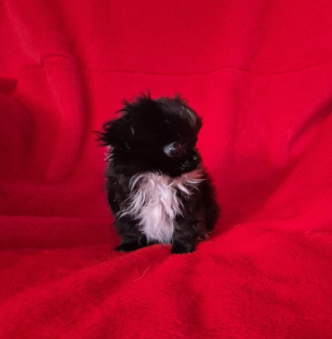 Jednooki piesek chihuahua