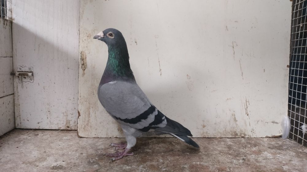 Gołębie pocztowe z rozpłodu