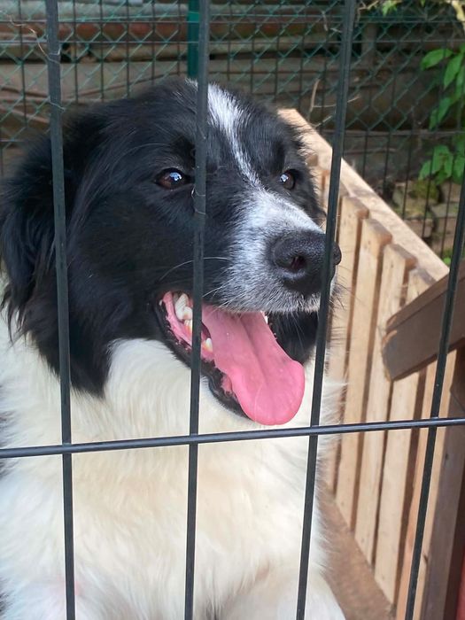 Border collie pies