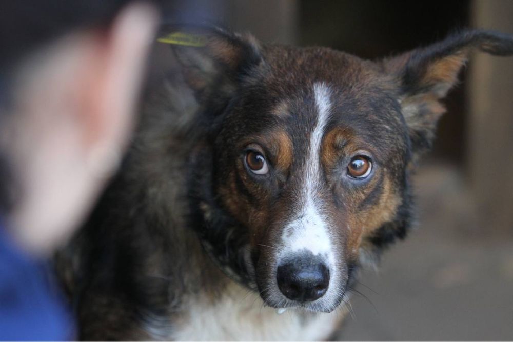 Шукаємо родину для песика!