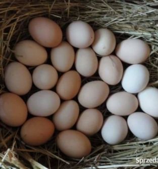 Jajka wiejskie możliwy dowóz