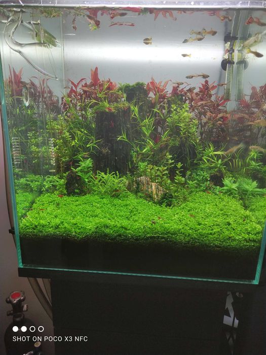 Aquário plantado completo