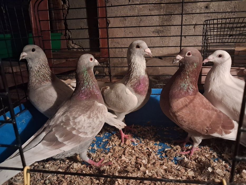 Golebie Pocztowe Samce