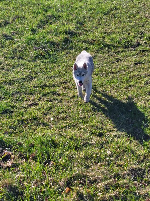 Szczeniak  suczka siberian husky zkwp