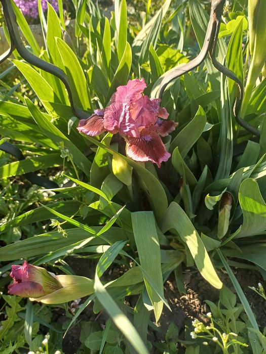 Карликовий  ірис