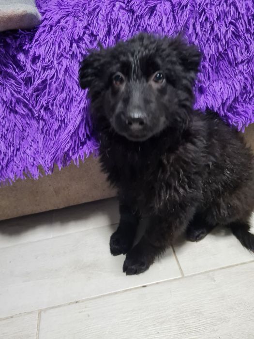 Німецька вівчарка