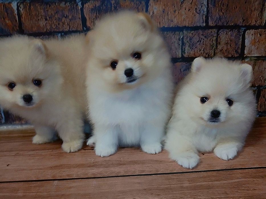 Малюки померанського шпіца