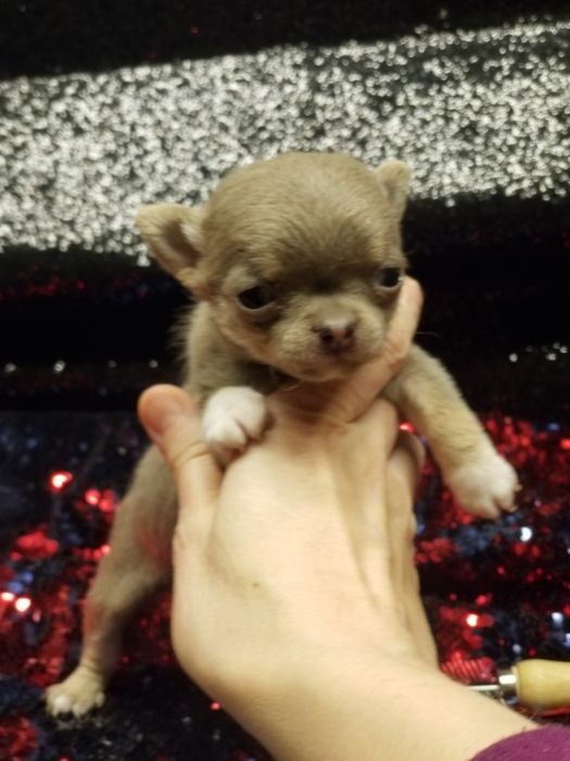 Мини девочка чихуахуа
