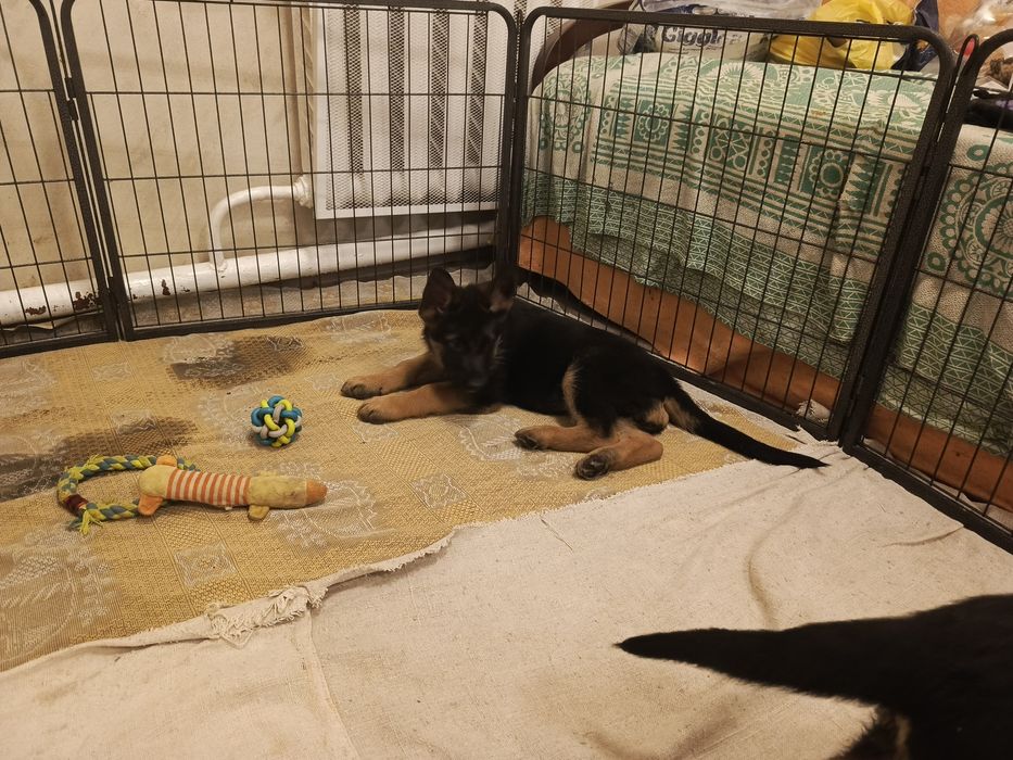 Девочка Немецкой овчарки