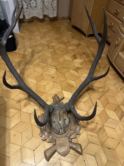 Poroże jelenia zrzut rogi 83 cm