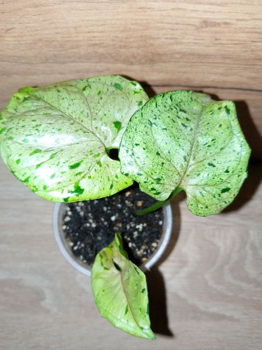 Syngonium Grey ghost / Сингоніум Сірий привид