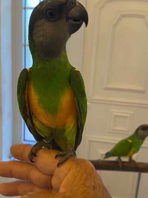 Papagaios do Senegal