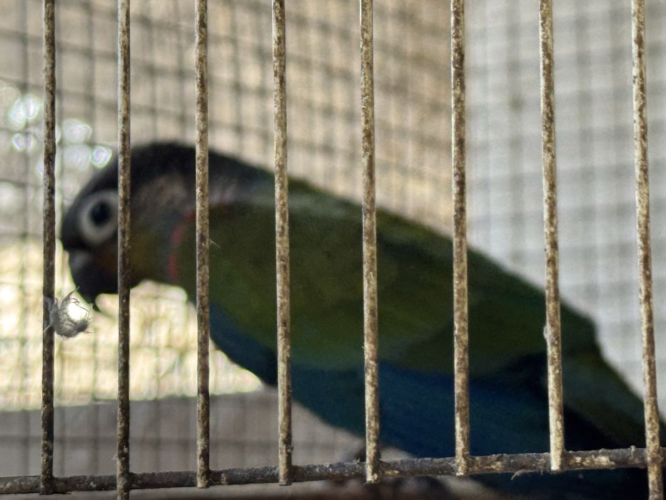 Pyrrhuras perlata “ Macho “!!